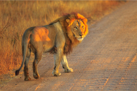 A lion photographed on a South African Safari.